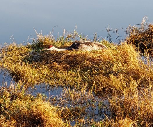 Sandhill crane on its nest