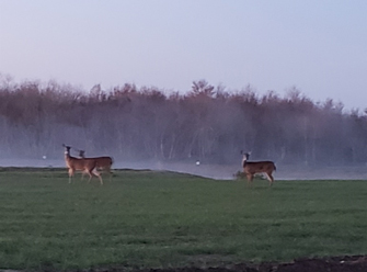 Deer Grazing